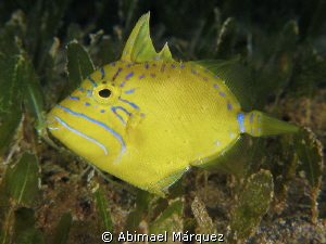 Queen Triggerfish Juvenile by Abimael Márquez 